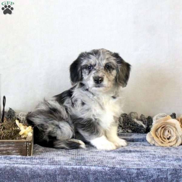 Rosemary, Corgipoo Puppy