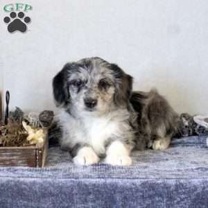 Rosemary, Corgipoo Puppy