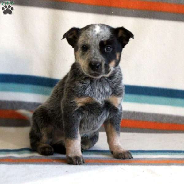 Sabrina, Blue Heeler – Australian Cattle Dog Puppy