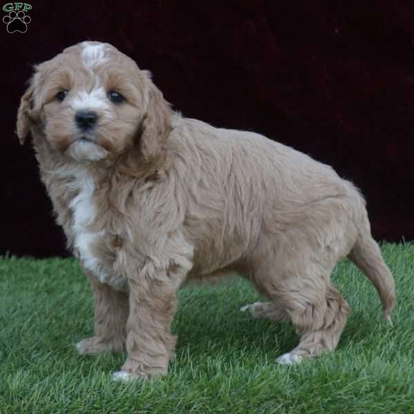 Sally F1B, Mini Goldendoodle Puppy