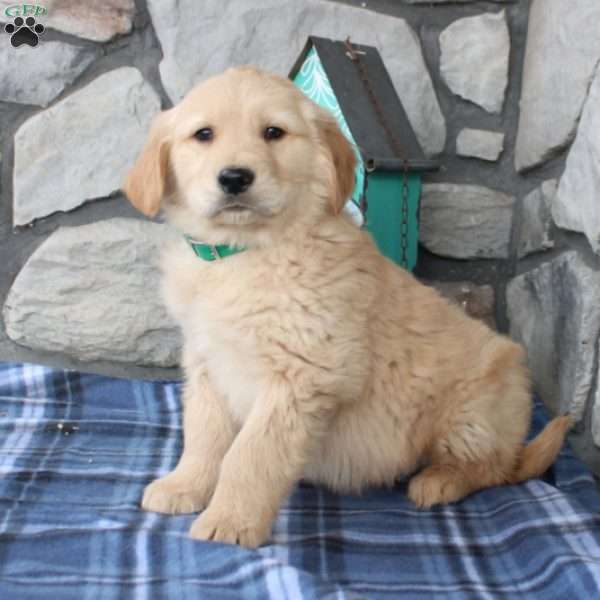 Santiago, Golden Retriever Puppy