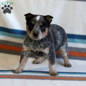 Scout, Blue Heeler – Australian Cattle Dog Puppy