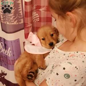 Penny, Golden Retriever Puppy