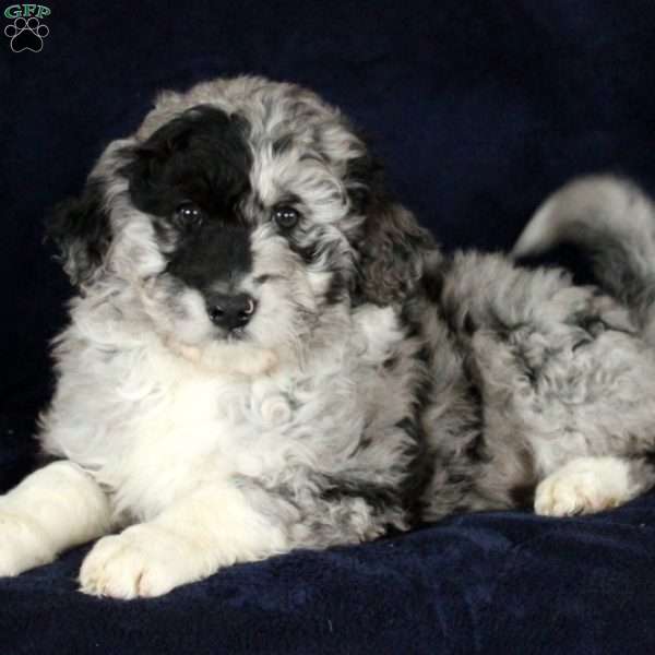 Sierra, Aussiedoodle Puppy
