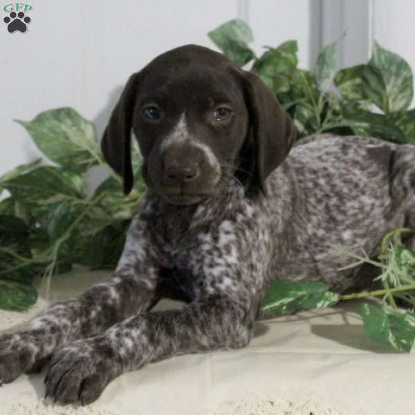 Simba, German Shorthaired Pointer Puppy
