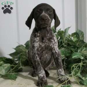 Simba, German Shorthaired Pointer Puppy