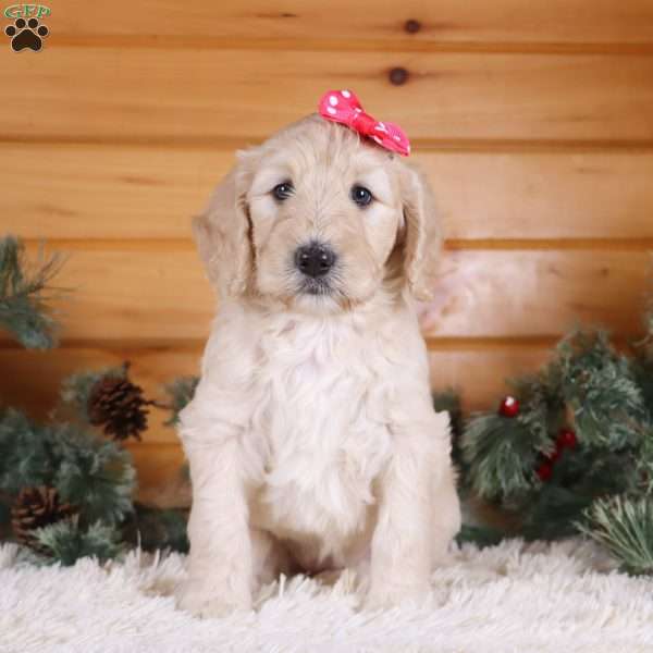 Slippers, Mini Goldendoodle Puppy