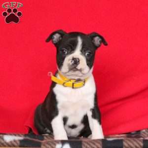 Boston Terrier Puppies For Sale - Greenfield Puppies