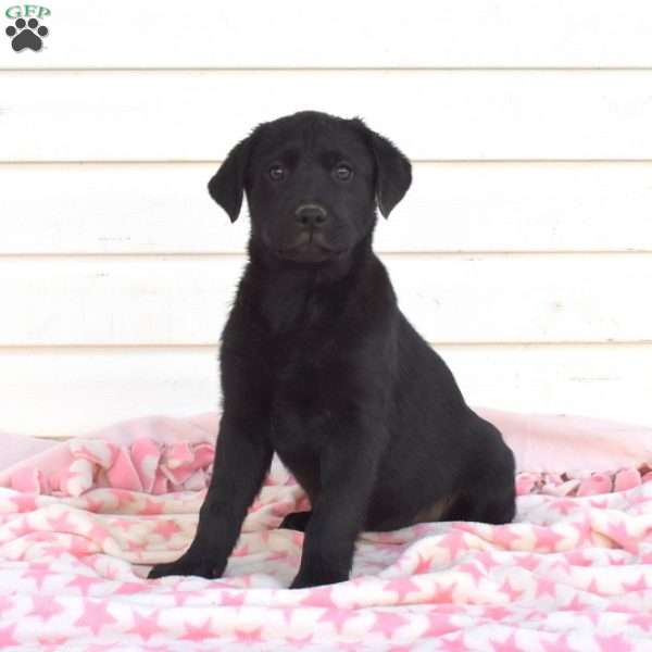 Stella, Black Labrador Retriever Puppy