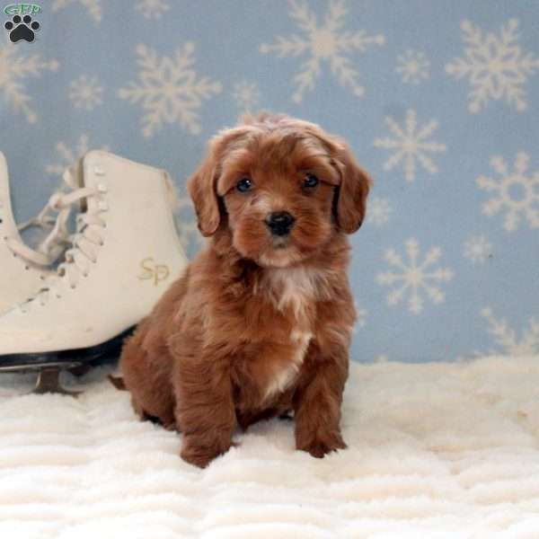 Stetson, Mini Labradoodle Puppy