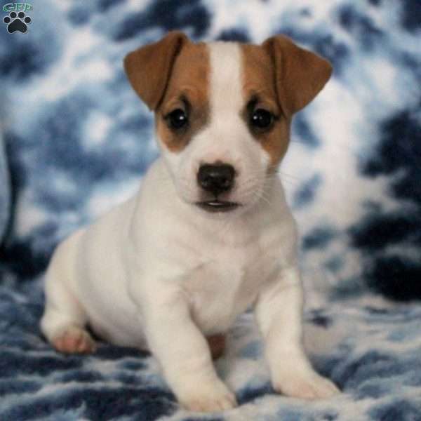 Timon, Jack Russell Terrier Puppy