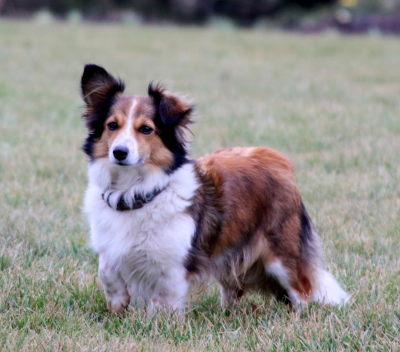 Axel - Sheltie Mix Puppy For Sale in Pennsylvania