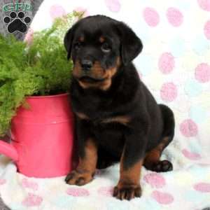 a Rottweiler puppy named Titan