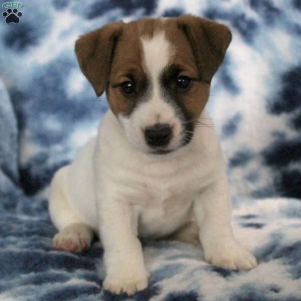 Titan, Jack Russell Terrier Puppy