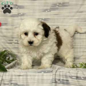 Teddy Bear Puppies for Sale | Greenfield Puppies