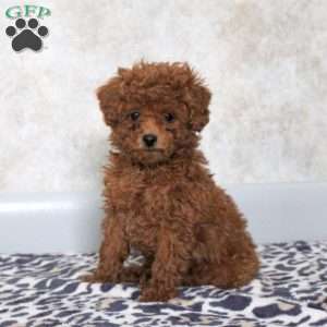 greenies original large dental dog treats