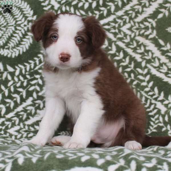 Trennis, Border Collie Puppy