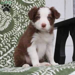 Trennis, Border Collie Puppy