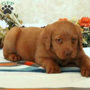 Tucker, Mini Labradoodle Puppy