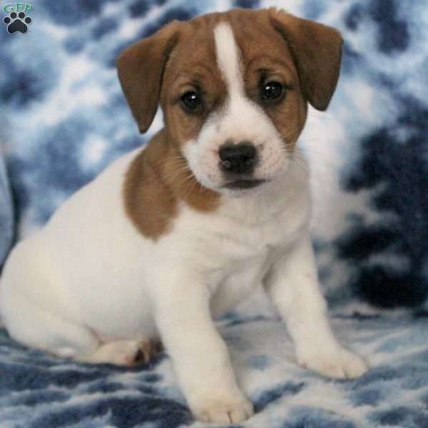 Turbo, Jack Russell Terrier Puppy