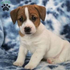 Turbo, Jack Russell Terrier Puppy