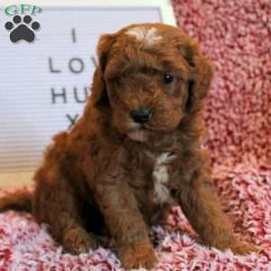 Twinkles, Mini Goldendoodle Puppy