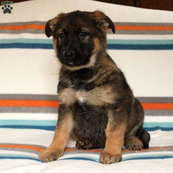 Vann, German Shepherd Puppy