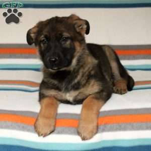 Vann, German Shepherd Puppy