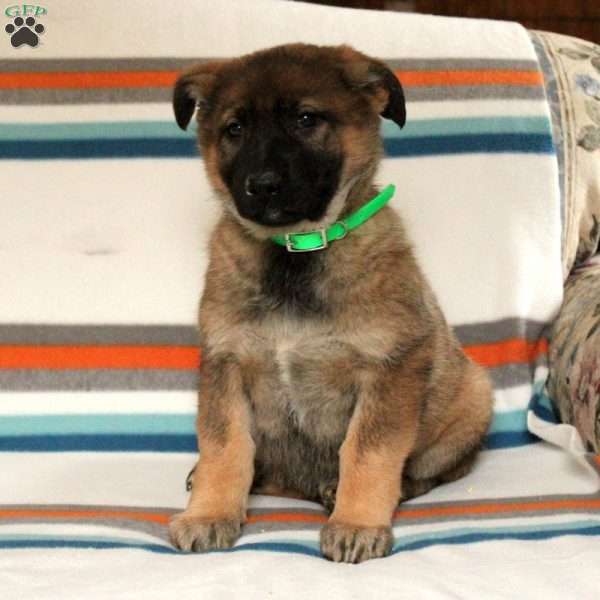 Vera, German Shepherd Puppy