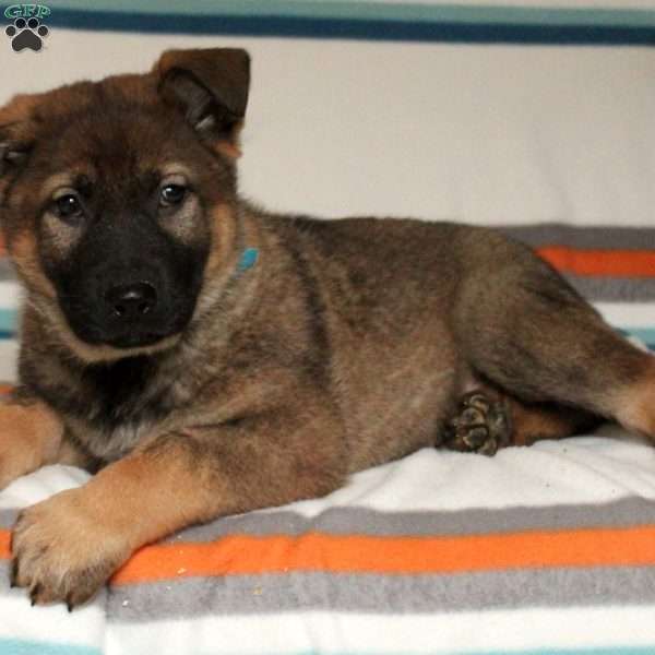 Vinny, German Shepherd Puppy