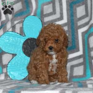 Winnie-F1B, Mini Goldendoodle Puppy