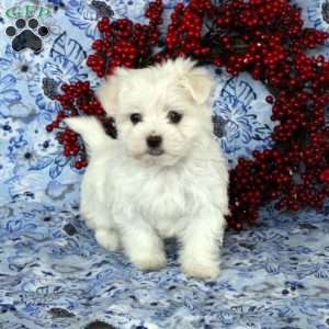 Zoey, Maltese Puppy