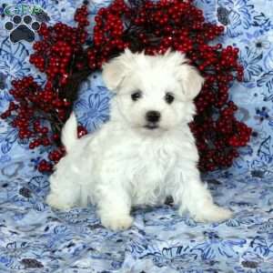Zora, Maltese Puppy