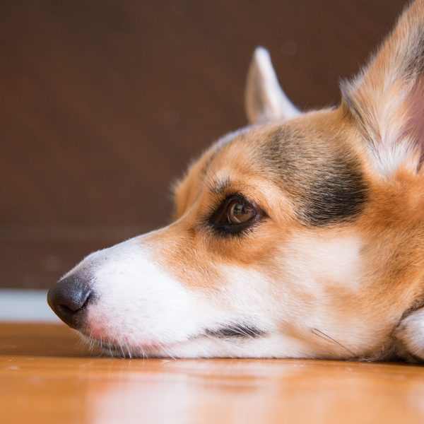 corgi lying on the floor and looking bored