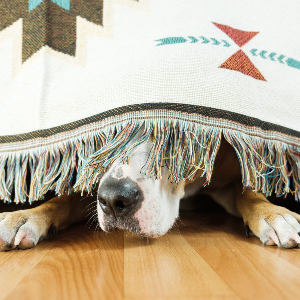 dog hiding under a blanket with only their nose sticking out