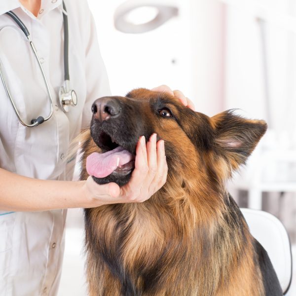 german shepherd at the vet