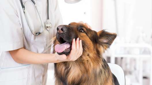 What to Know About Upper Respiratory Infections in Dogs