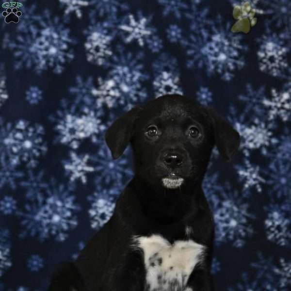 Jewel, Siberian Husky Mix Puppy