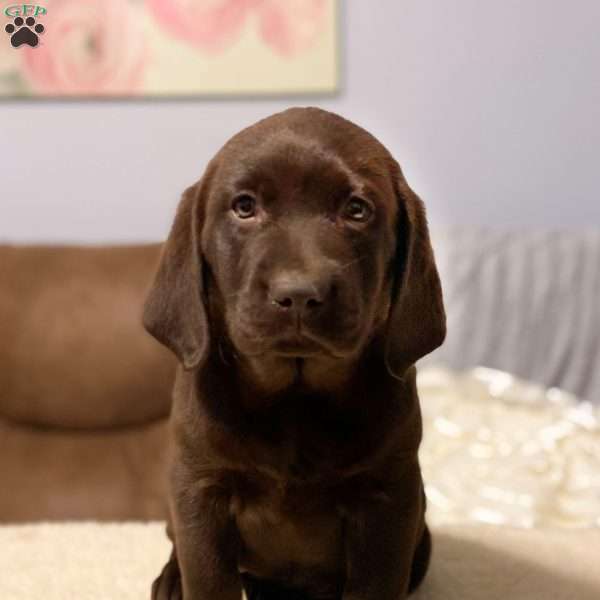 Izzy, Chocolate Labrador Retriever Puppy