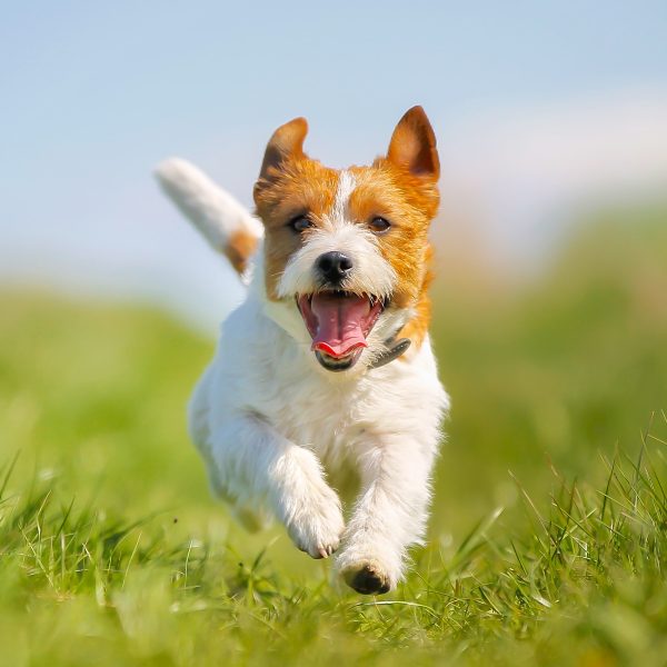 jack russell terrier running happily