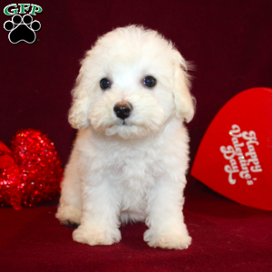 Bichon Frise Puppies For Sale | Greenfield Puppies