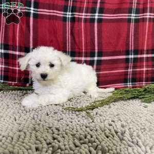 Perry, Bichon Frise Puppy