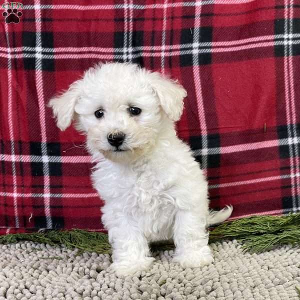Perry, Bichon Frise Puppy