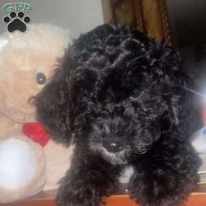 Yorkie-poo Puppies For Sale 