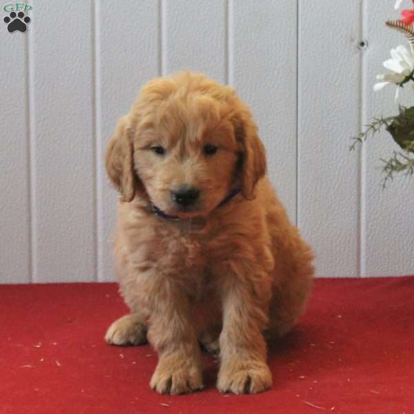 Gus, Goldendoodle Puppy