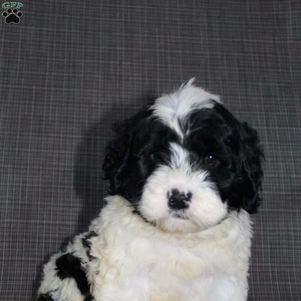 Diego, Portuguese Water Dog Puppy
