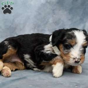 Freddie, Mini Bernedoodle Puppy