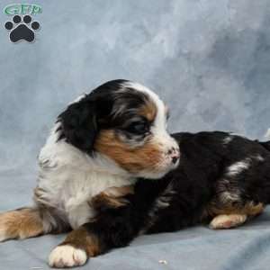 Freddie, Mini Bernedoodle Puppy