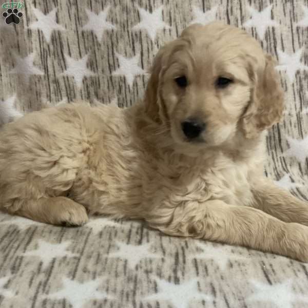 Kurry, Goldendoodle Puppy