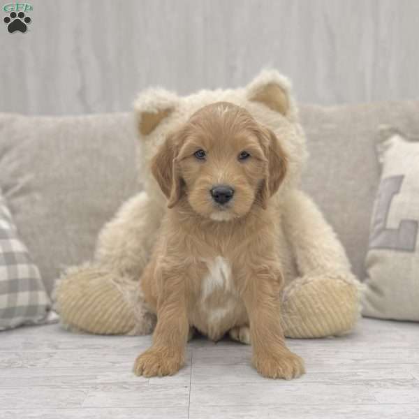 Parker, Goldendoodle Puppy